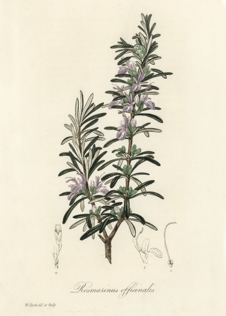 Rosemary Plant