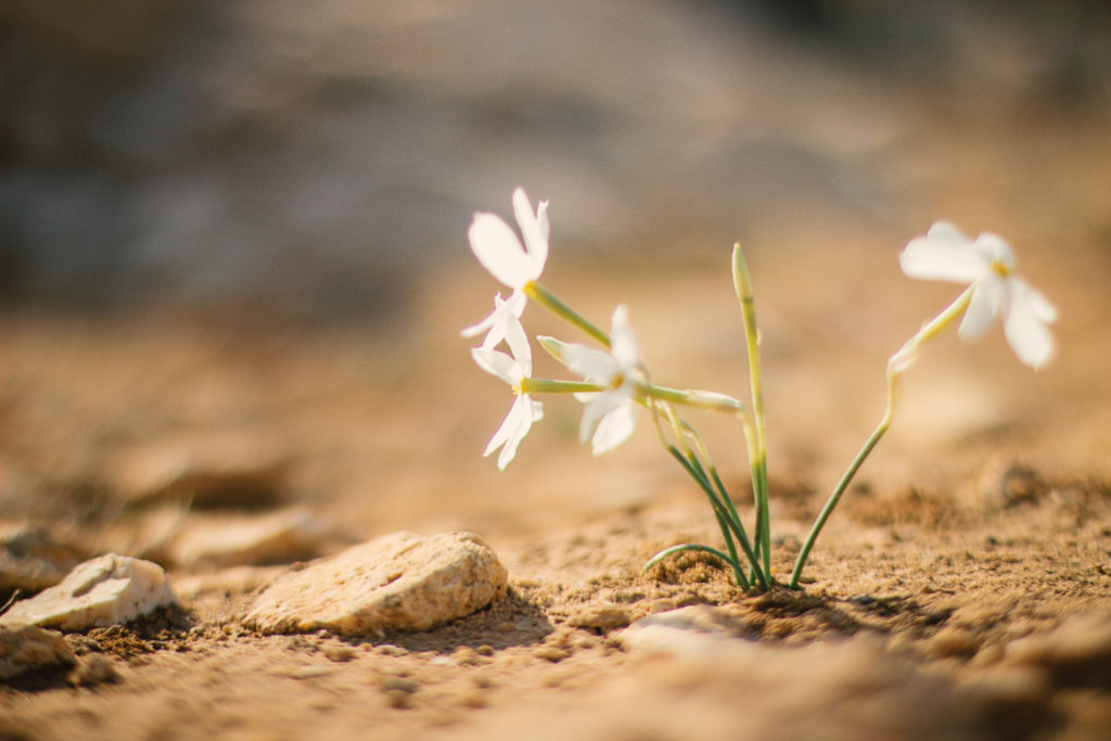 White flower