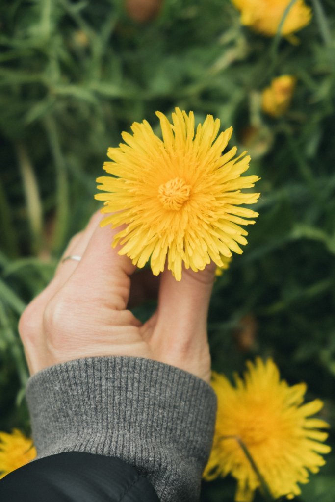 Yellow Dandelion