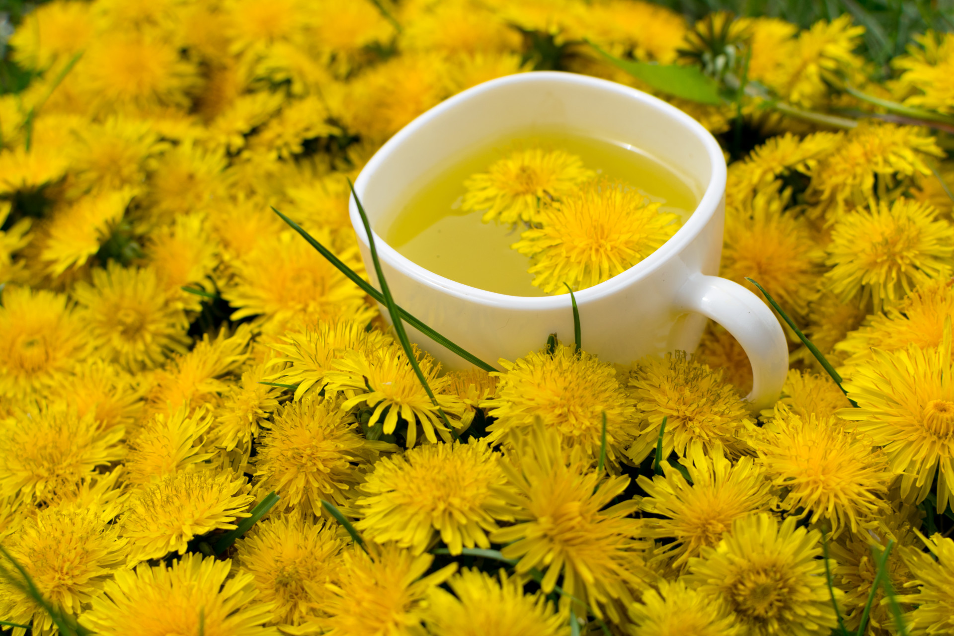 The Health Benefits of Dandelion Tea: 6 Reasons to Try This Wellness Trend